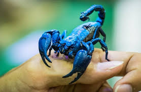Scorpion - Description, Habitat, Image, Diet, and Interesting Facts